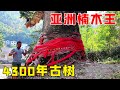 贵州发现亚洲最大金丝楠木，距今4300年胸径就有3.8米，非常罕见【乡村阿泰】