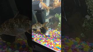 Tu Dhan hai #beautiful #fish 🐠🐋🐟#shorts #video #youtubeshorts #aquarium #fish 🐠🐋🐟