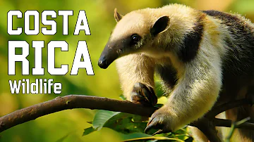 WILD COSTA RICA | Elusive creatures and unexplored jungles