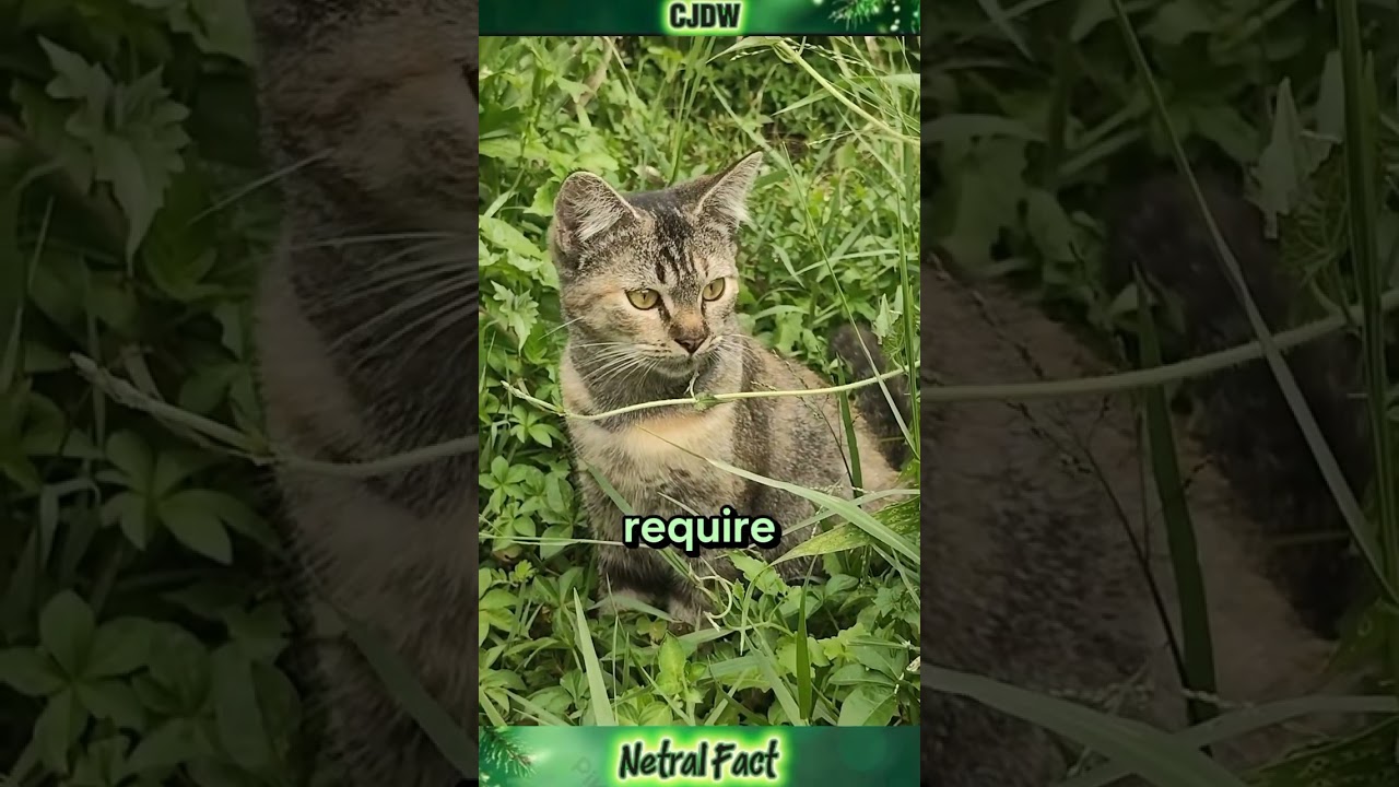 По сути, диким кошкам будет комфортнее жить в своей естественной среде обитания. 