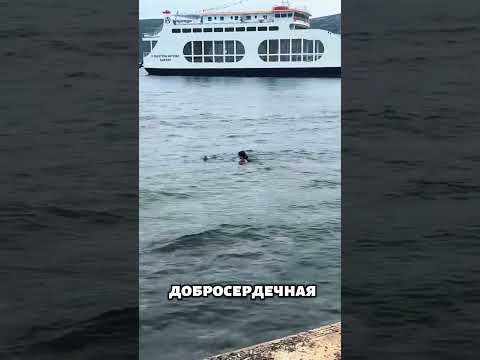Женщина спасает котёнка из воды🐾💧 #животные