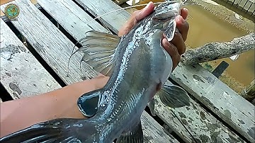 Tangan Sampai gemetar !! Umpan usus ayam memang dahsyat bikin ikan baung meronta ronta