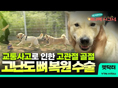 골절된 채 뼈가 비정상적으로 붙어버린 소희. 무사히 수술을 마칠 수 있을까?  [#펫닥터] / YTN 사이언스
