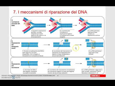 I meccanismi di riparazione del DNA