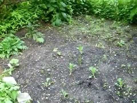 Video: Wie Man Gemüse Anbaut