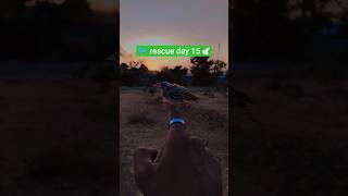 blind bird rescue day 15 🐦🕊️ #birds #viral #trending #shorts #animals