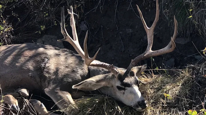 Vernon Muzzle Loader Hunt 2018
