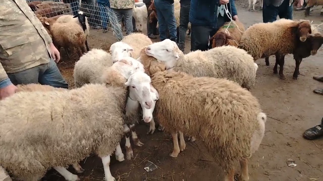 01.12.2024. MAŞTAĞA. QOYUN. KEÇİ. MAL. BAZARI.    🇦🇿