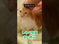 この猫、確実に日本語しゃべってるやろwww