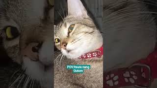 pacute para pakainin na agad #cat #viral #furmom #puspins #cute
