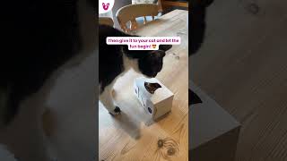 Simple DIY Easter Egg Box Puzzle Feeder for your cat! 😻