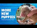 BABY PUPPIES | Golden Doodles