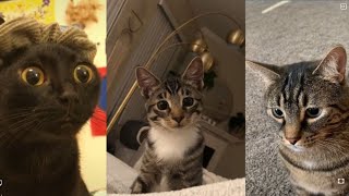 Cats of Tiktok