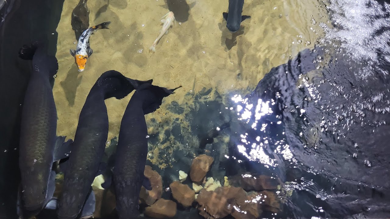SISTEMA DE FILTRAGEM DO LAGO, COMO FAZ PRA AGUA FICAR CRISTALINA..