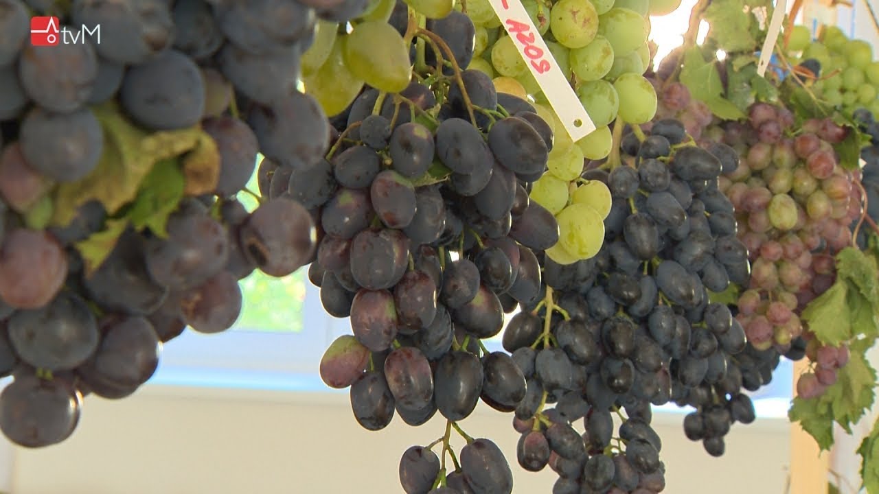 II. ročník výstavy révy vinné v obci Libivá