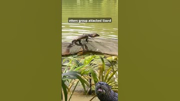 🦦🦦Otters vS Lizard 🦎
