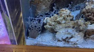 パプアンエポーレットシャーク　Epaulette shark