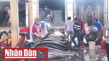 Ngư dân đánh bắt cá ngừ đại dương gặp khó