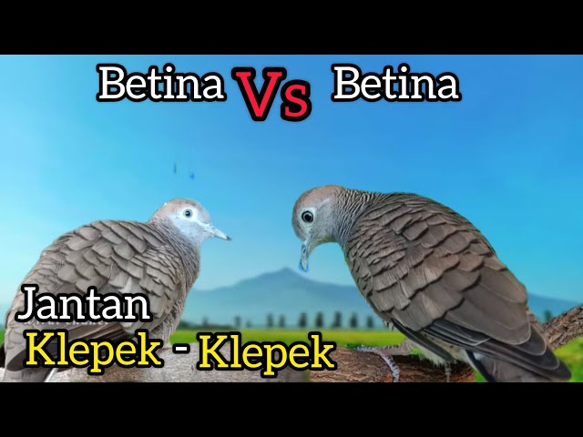 perkutut lokal BETINA Vs BETINA pancingan cepat bunyi GACOR. class=