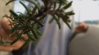 Venha DORMIR e ARREPIAR com a NATUREZA - ASMR ao AR LIVRE!