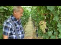 Экспедиция по садам и виноградникам Д В, теплица Цымбал В  А , с  Чернышевка, 23 08 2021 г