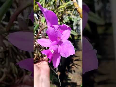 Floração de Orquídeas