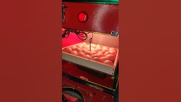 Time to rotate Egg #incubator #shortsviral
