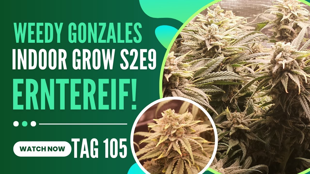 Indoor Grow S2E9 - Mein Fazit zur Bubble Gum, Mars Hydro, Living Soil und Dünger!