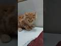 Tiger ki Masti 🐯🐾 #cat #kitten #catshorts #funnycat #ytshorts #cutecat #viralshort #pet #funny #love