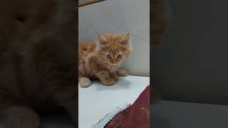 Tiger ki Masti 🐯🐾 #cat #kitten #catshorts #funnycat #ytshorts #cutecat #viralshort #pet #funny #love