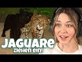 So schöne Tiere! - Planet Zoo: Muckelzoo (Stream vom 15.05.2023)