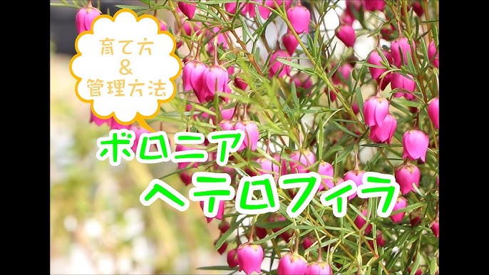 アレナリアホワイトサマー Youtube