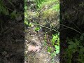 A rivulet beside the forest #viralmusic #viral #travel #wildlife #water #birds #viralstory #trending