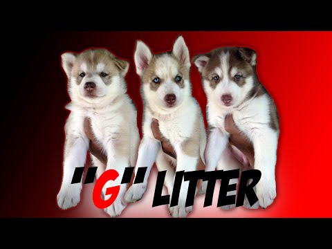 G LITTER: THIRD TIME TO PRODUCED A WOOLY LINE SIBERIAN HUSKY