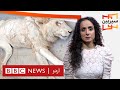 Sairbeen: Should Pakistan close down its Zoos? - BBC URDU