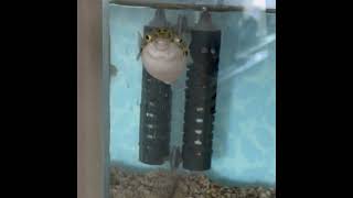 ミドリフグ、食べなくても元気 Green spotted pufferfish, Swim well without eating