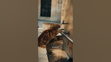 تلاوة خاشعة ما تيسر من سورة الاخلاص القارئ يوسف عثمان