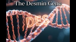 The Desmin Gene and Desminopathy
