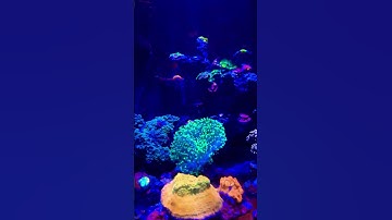 Biocube 29 gallons #reefing #fishtank #fish #aquariumfun #reeftank #saltwateraquarium