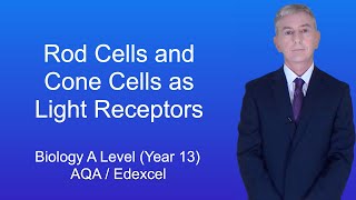 A Level Biology Revision Year 13 Rod Cells And Cone Cells As Light Receptors