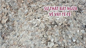 Sự thật té ngửa về "thần dược" vảy tê tê giá hàng chục triệu đồng mỗi kg