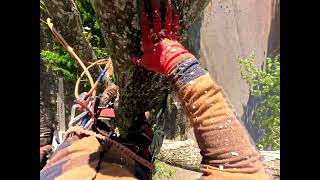| Trimming oak tree , around house | climbing tree | tree removal |