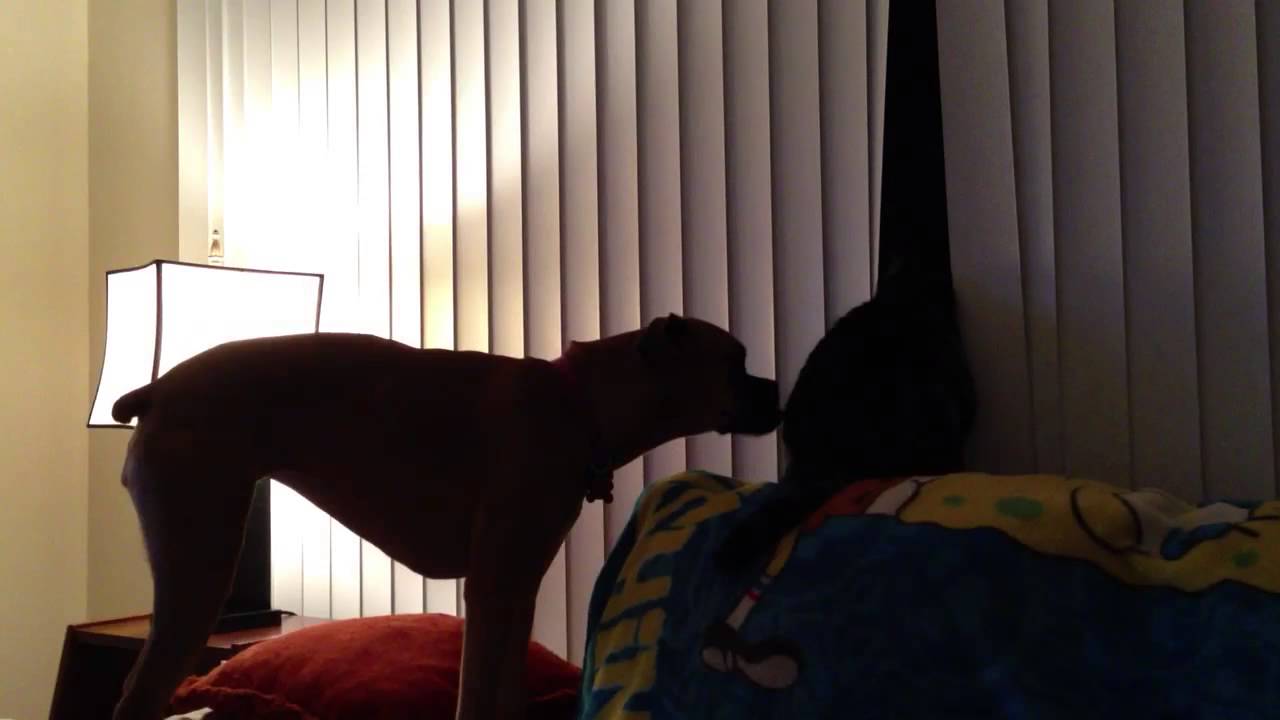 Why is my dog licking the cat? YouTube