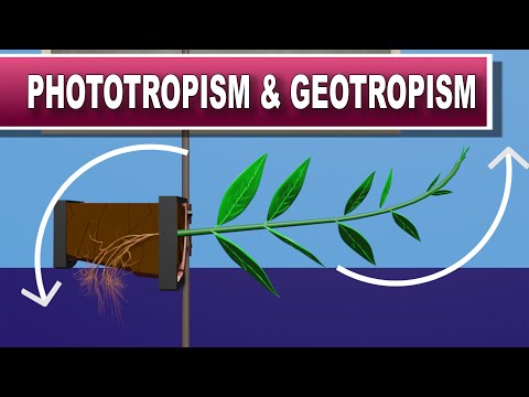 Video: Razlika Med Fototropizmom In Geotropizmom