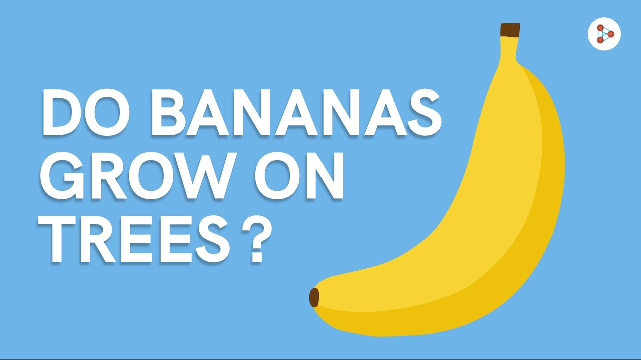 Do Bananas Grow on Trees? Don't Memorise Shorts YouTube
