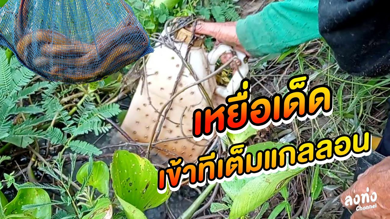 ดักปลาไหล อีจู้แกลลอน เข้าเยอะมากๆ หลังน้ำท่วม หมายห้วยใหญ่ ลงท่ง ชาแนล