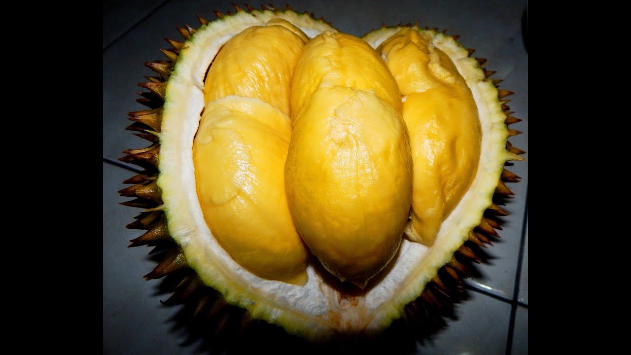 MISTERI DAHSYAT Hutan Durian Brongkol TERBESAR MAKAN MISTERI DAHSYAT Hutan Durian Brongkol TERBESAR MAKAN