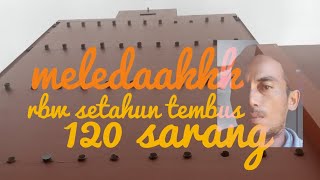 rbw viral!!! setahun tembus 120 sarang jadi👍