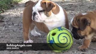 daisy bulldogs 10516 by siessranch1 827 views 7 years ago 1 minute, 55 seconds