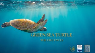 Surviving: A Green Sea Turtle’s Life Cycle Documentary